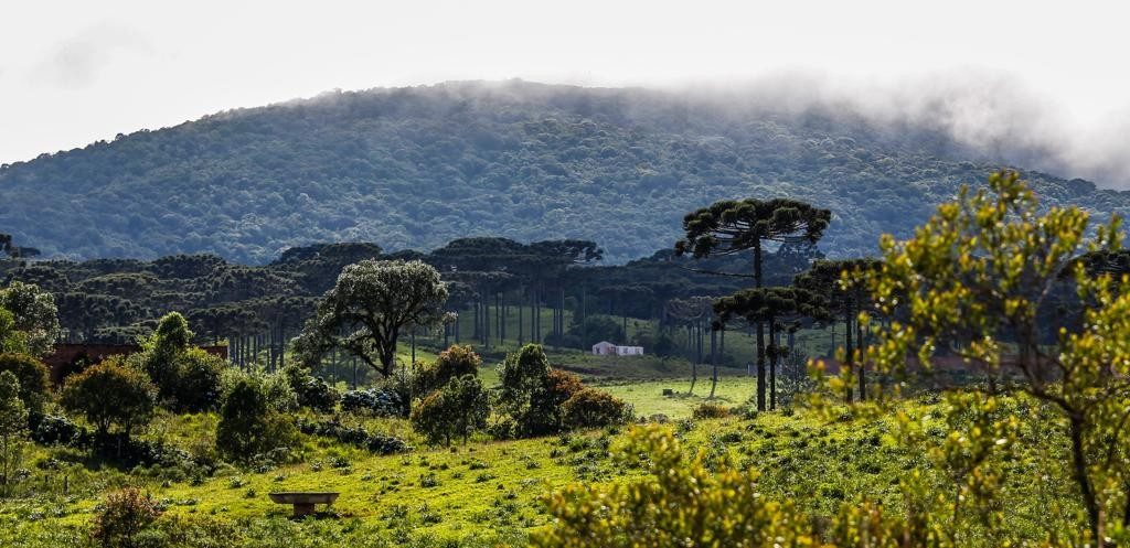 Foto: Daniel Castellano - Gazeta do Povo